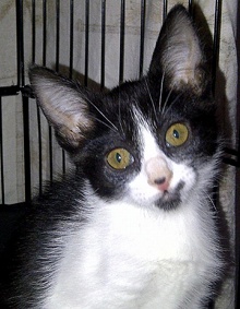 [picture of Maizy, a Domestic Short Hair black/white cat]