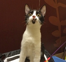 [picture of Maizy, a Domestic Short Hair black/white\ cat] 