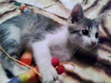 [another picture of Mikey, a Domestic Short Hair gray tabby/white\ cat] 