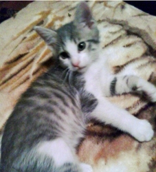 [picture of Mikey, a Domestic Short Hair gray tabby/white cat]