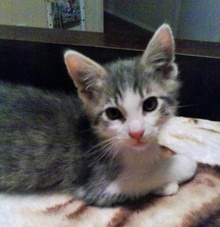 [picture of Mikey, a Domestic Short Hair gray tabby/white\ cat] 