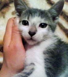 [another picture of Gracie, a Domestic Short Hair gray tabby/white\ cat] 