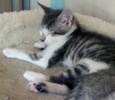 [picture of Gracie, a Domestic Short Hair gray tabby/white cat]