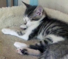 [picture of Gracie, a Domestic Short Hair gray tabby/white\ cat] 
