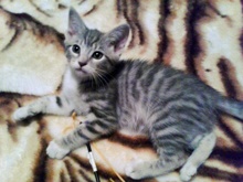 [another picture of Winter, a Domestic Short Hair gray tabby/white\ cat] 