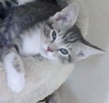 [picture of Winter, a Domestic Short Hair gray tabby/white\ cat] 