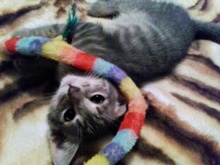 [another picture of Rylie, a Domestic Short Hair gray tabby\ cat] 