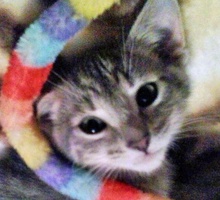 [picture of Rylie, a Domestic Short Hair gray tabby\ cat] 
