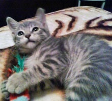 [another picture of Luna, a Domestic Medium Hair gray tabby\ cat] 
