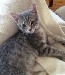[picture of Luna, a Domestic Medium Hair gray tabby\ cat] 