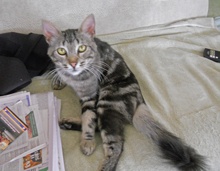 [another picture of Charlie, a Domestic Short Hair classic tabby\ cat] 