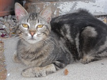 [picture of Charlie, a Domestic Short Hair classic tabby\ cat] 