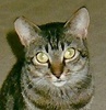 A picture of #NS04640: Brooklyn a Domestic Short Hair tabby