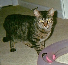 [another picture of Brooklyn, a Domestic Short Hair tabby\ cat] 
