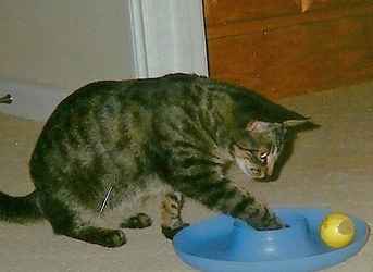 [picture of Brooklyn, a Domestic Short Hair tabby cat]