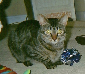 [picture of Brooklyn, a Domestic Short Hair tabby cat]