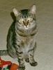 [picture of Brooklyn, a Domestic Short Hair tabby cat]