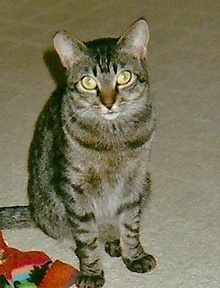 [picture of Brooklyn, a Domestic Short Hair tabby\ cat] 