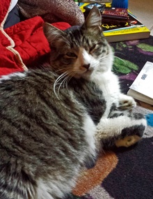 [another picture of Perry, a Domestic Medium Hair tabby\ cat] 
