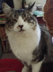[picture of Perry, a Domestic Medium Hair tabby cat]