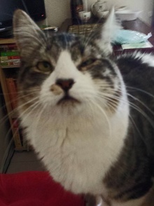 [picture of Perry, a Domestic Medium Hair tabby\ cat] 