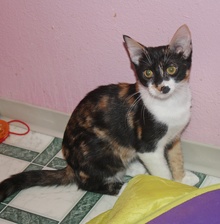 [another picture of Shakira, a Domestic Medium Hair calico\ cat] 