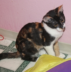 [picture of Shakira, a Domestic Medium Hair calico cat]