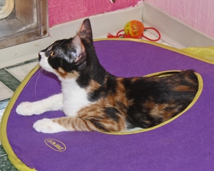 [picture of Shakira, a Domestic Medium Hair calico cat]