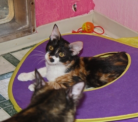 [picture of Shakira, a Domestic Medium Hair calico cat]