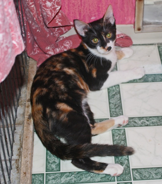 [picture of Shakira, a Domestic Medium Hair calico cat]