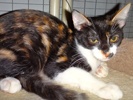 [picture of Shakira, a Domestic Medium Hair calico cat]