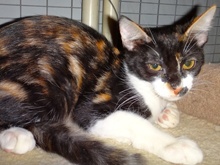 [picture of Shakira, a Domestic Medium Hair calico\ cat] 