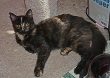 [another picture of Itsy, a Domestic Medium Hair tortoiseshell\ cat] 