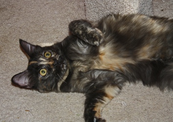 [picture of Itsy, a Domestic Medium Hair tortoiseshell cat]