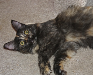 [picture of Itsy, a Domestic Medium Hair tortoiseshell cat]