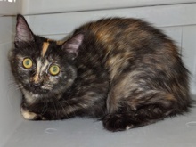 [picture of Itsy, a Domestic Medium Hair tortoiseshell cat]