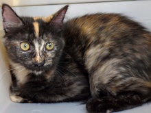 [picture of Itsy, a Domestic Medium Hair tortoiseshell cat]