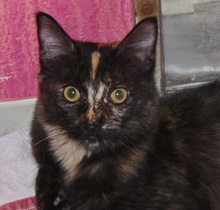 [picture of Itsy, a Domestic Medium Hair tortoiseshell\ cat] 