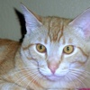 A picture of #NS04644: Mr. Big a Domestic Short Hair orange tabby