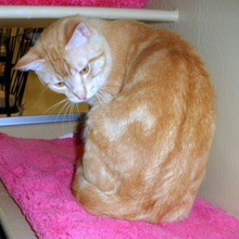 [another picture of Mr. Big, a Domestic Short Hair orange tabby\ cat] 