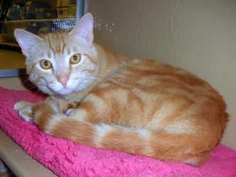 [picture of Mr. Big, a Domestic Short Hair orange tabby cat]