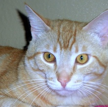 [picture of Mr. Big, a Domestic Short Hair orange tabby\ cat] 