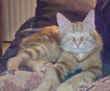 [another picture of Barney, a Domestic Medium Hair orange tabby\ cat] 