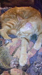 [picture of Barney, a Domestic Medium Hair orange tabby cat]