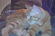 [picture of Barney, a Domestic Medium Hair orange tabby cat]