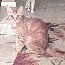 [picture of Barney, a Domestic Medium Hair orange tabby\ cat] 