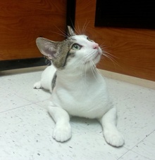 [another picture of Simon, a Domestic Short Hair white/tabby\ cat] 