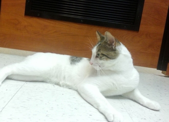 [picture of Simon, a Domestic Short Hair white/tabby cat]