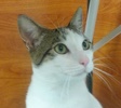 [picture of Simon, a Domestic Short Hair white/tabby cat]