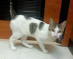 [picture of Simon, a Domestic Short Hair white/tabby cat]